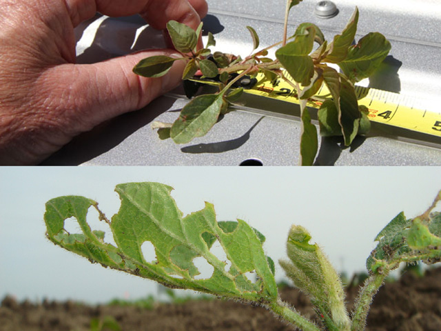Scouting early and often will help you catch weeds under 3 inches tall and spy early season pests like this bean leaf beetle damage on a soybean seedling. (Photos by Pamela Smith)